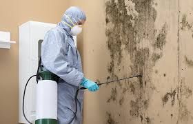 Best Emergency Mold Remediation  in Cheval, FL